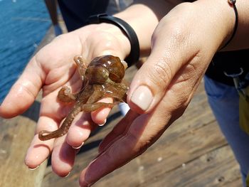 Close-up of hand holding crab on beach