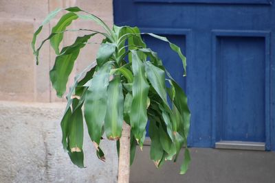 Close-up of fresh green plant against building