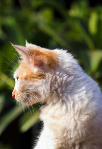 Close-up of a cat looking away