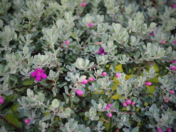 Full frame shot of colorful flowers blooming outdoors