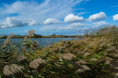Scenic view of landscape against cloudy sky