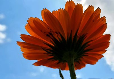 Low angle view of orange flower against sky