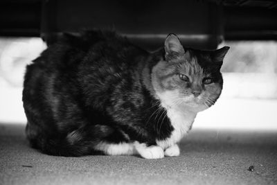 Close-up of cat sitting on floor