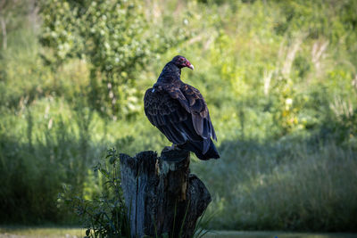 Buzzard sitting on a stump in rural kentucky on a summer day.