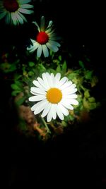 Close-up of white flowers blooming outdoors