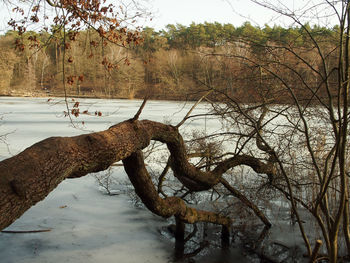 Bare tree on snow covered land against sky