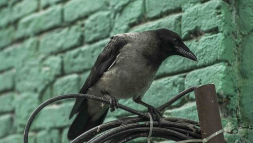 Close-up of bird perching on wall