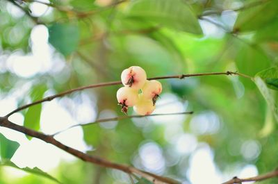 Close-up of cherry blossom tree