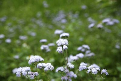Close-up of white flowering plant on field