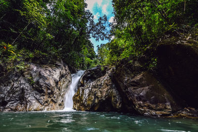 Scenic view of waterfall in forest