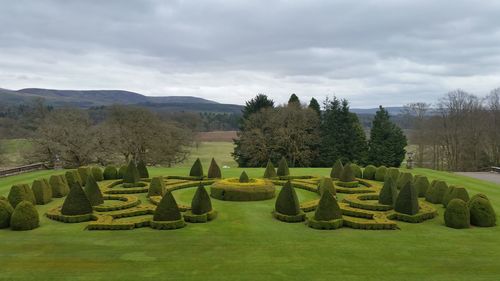 Plants and trees in park