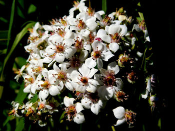 Close-up of white flowering plant