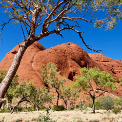 Trees on landscape against clear blue sky