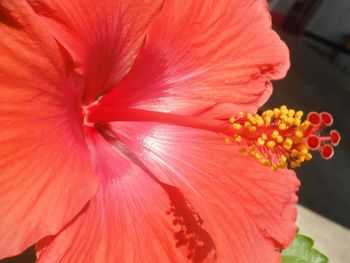 Close-up of hibiscus blooming outdoors