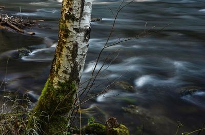 Reflection of trees in water