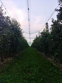 Trees on field against sky