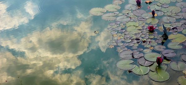 High angle view of leaf in lake