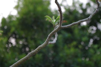 Close-up of plant on branch