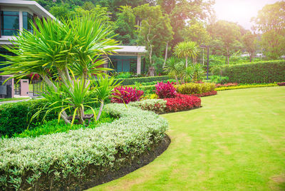 Flowers growing in garden