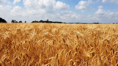 Scenic view of wheat field against sky