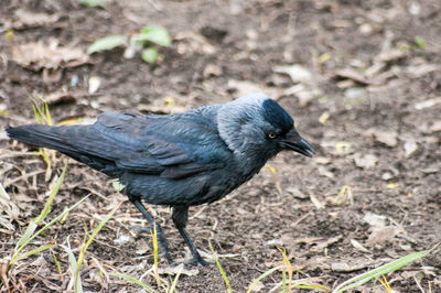 High angle view of bird on field