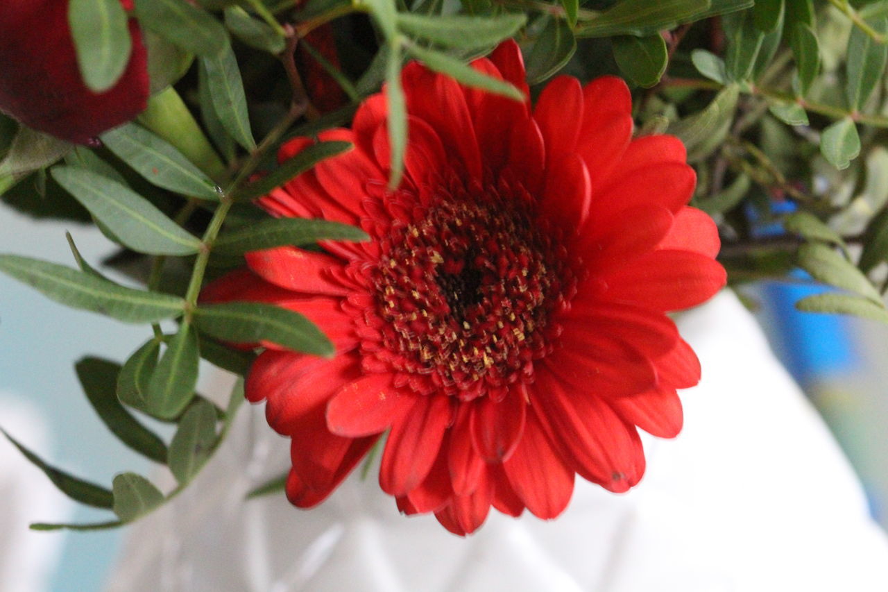 flower, red, petal, freshness, flower head, fragility, growth, close-up, beauty in nature, blooming, plant, single flower, focus on foreground, nature, pollen, stamen, in bloom, leaf, botany, no people