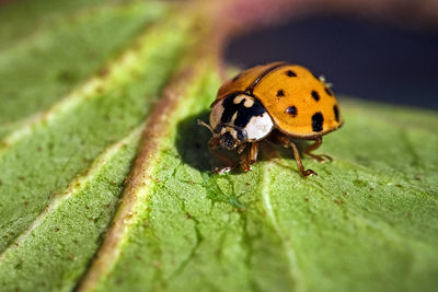 Close-up of insect on leaf