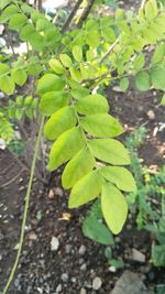 High angle view of plant growing on field