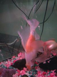 Close-up of jellyfish swimming in aquarium