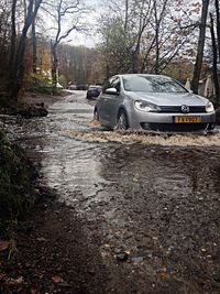 Road passing through trees