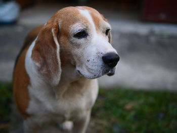 Close-up of dog