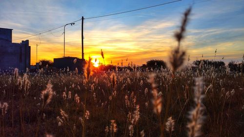 Silhouette plants on field against sky during sunset