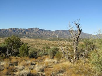 Scenic view of field against clear blue sky