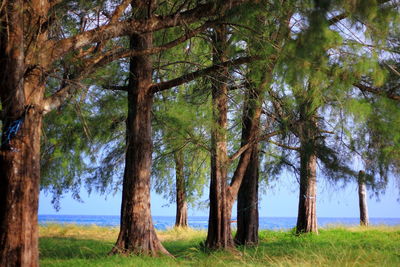 Trees on field