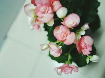 Close-up of pink roses