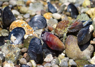 Close-up of seashells on rock at beach