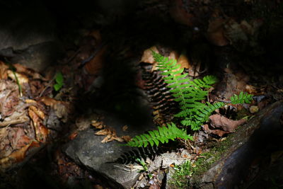 Close-up of mushrooms growing on tree trunk