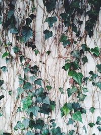 Close-up of ivy on tree