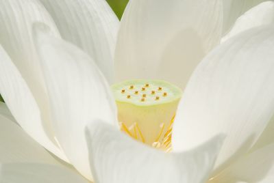 Close-up of flower in plate