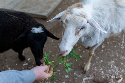 Cute sheep and goats on the farm close up portrait