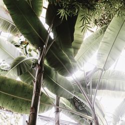 Close-up low angle view of palm tree