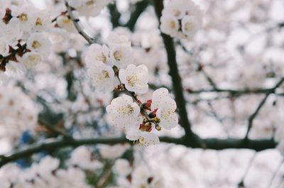 Close-up of apple blossoms in spring