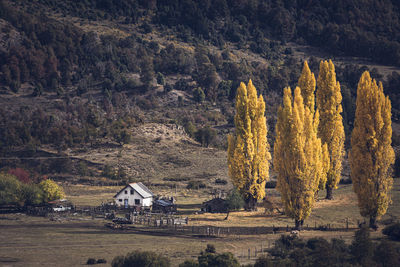 Trees on field