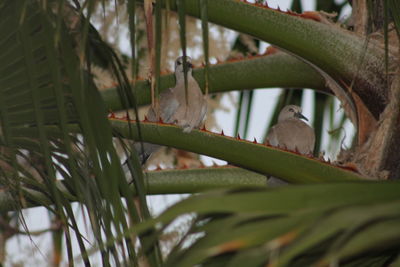 Close-up of bird perching on plant