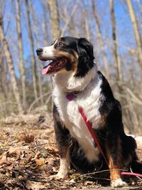 Close-up of dog sitting on field