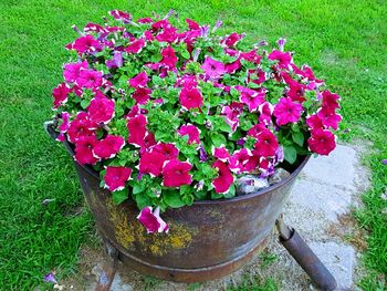 High angle view of pink potted plants