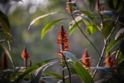 Close-up of plant