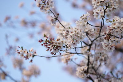 Close-up of cherry blossoms on tree