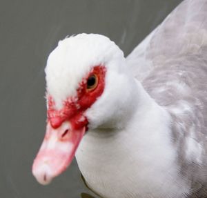Close-up of white duck in water