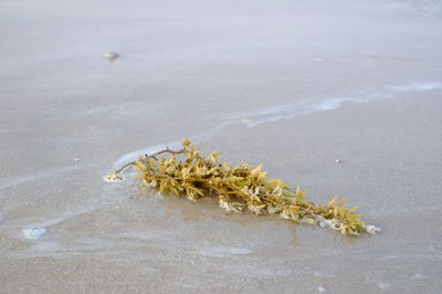 Seaweed on the beach.